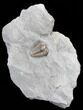 Prone, Flexicalymene Trilobite - Ohio #40680-1